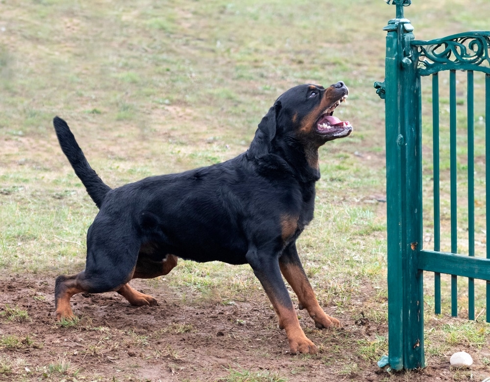 level 4 dog bite