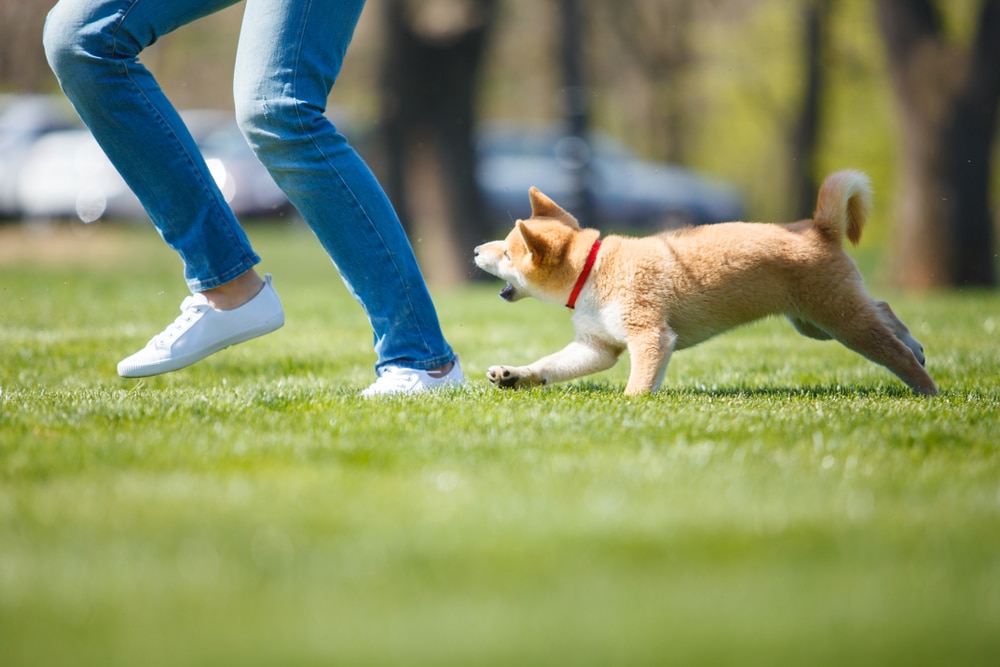 how long do you have to report a dog bite